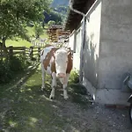 Brandebengut