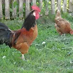 Agroturismo Brandebengut *