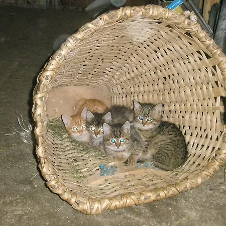 Brandebengut Farm stay