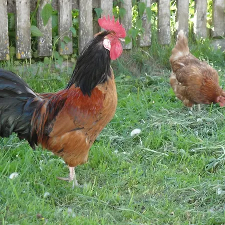 Alojamento de Turismo Rural Brandebengut *