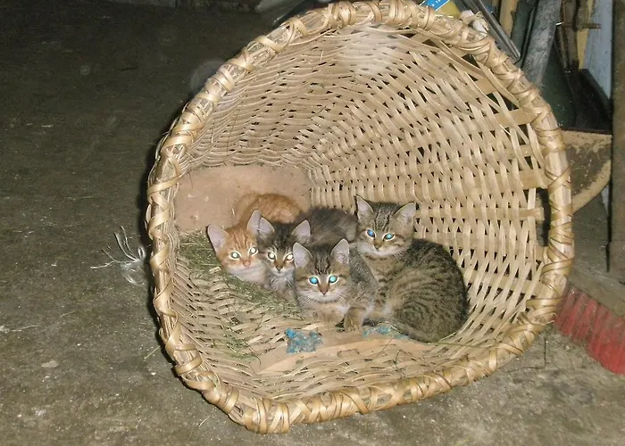 Brandebengut Séjour à la ferme