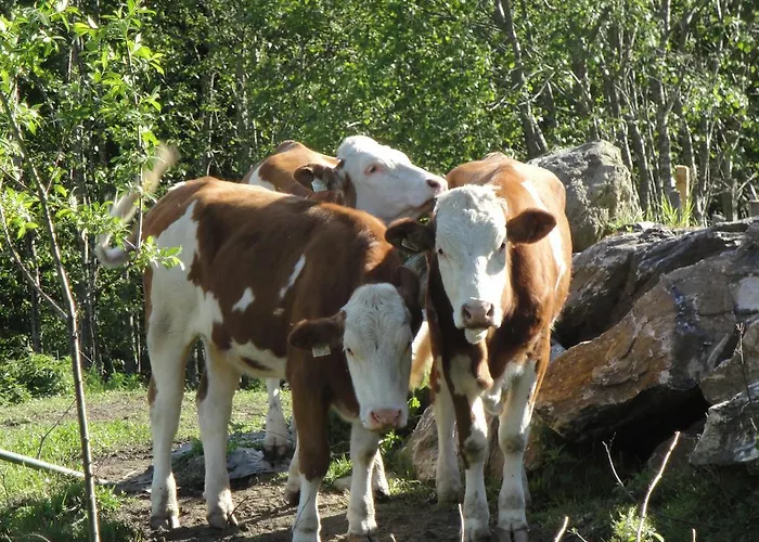 Brandebengut Bad Hofgastein