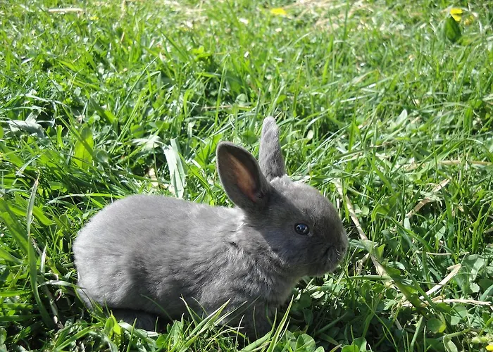 Feriegård Brandebengut *