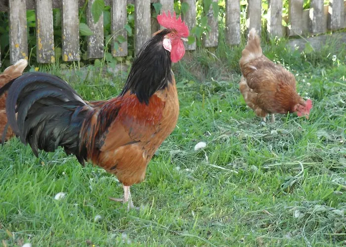 Séjour à la ferme Brandebengut *